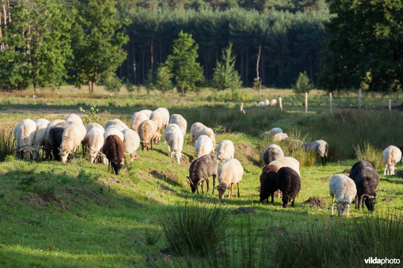 Schapenbegrazing