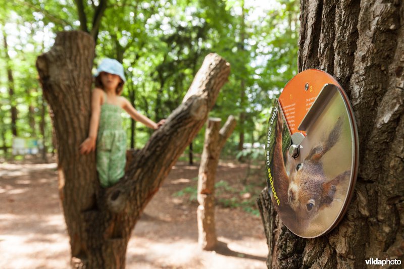 Klimmen als een eekhoorn