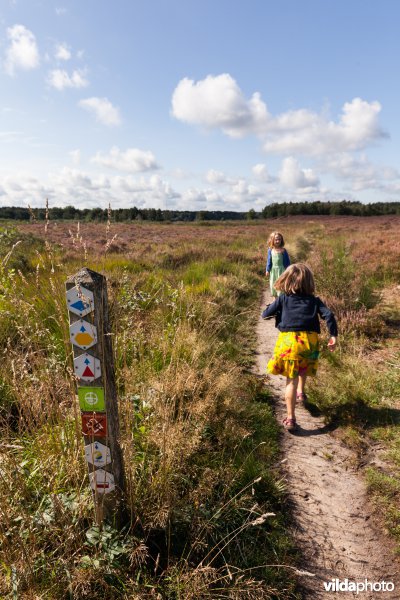 Wandelen op de heide