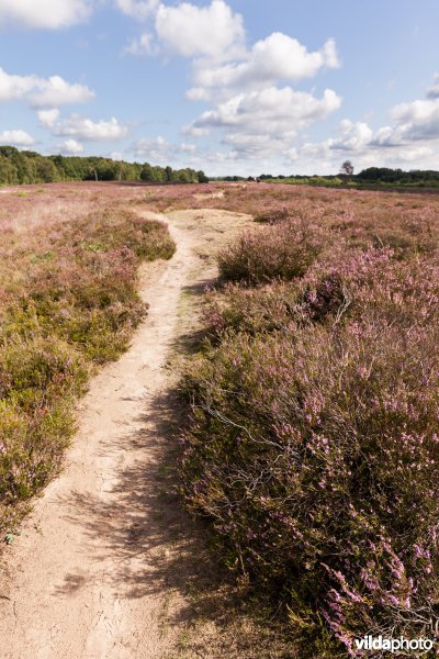 Wandelpad op de heide