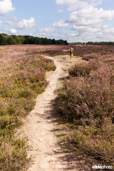 Wandelpad op de heide