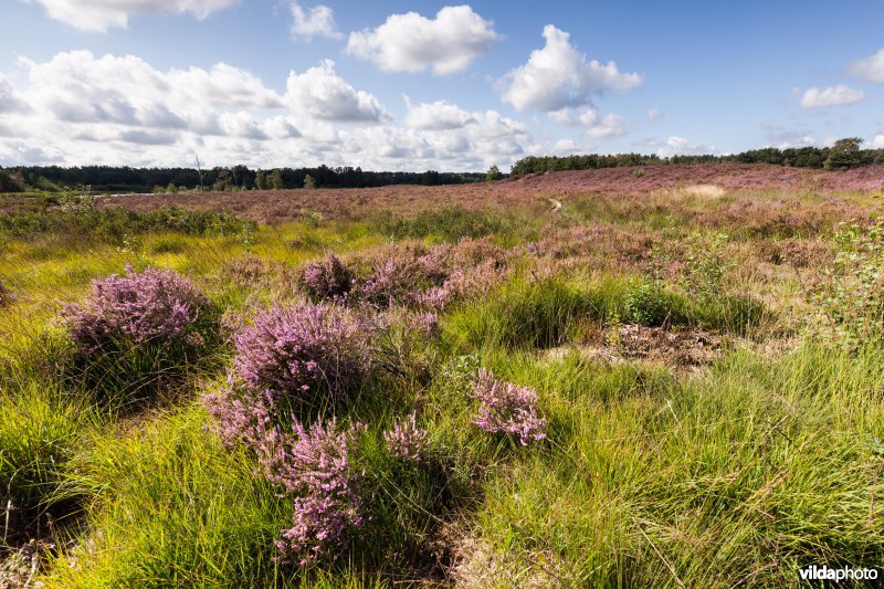 Bloeiende heide