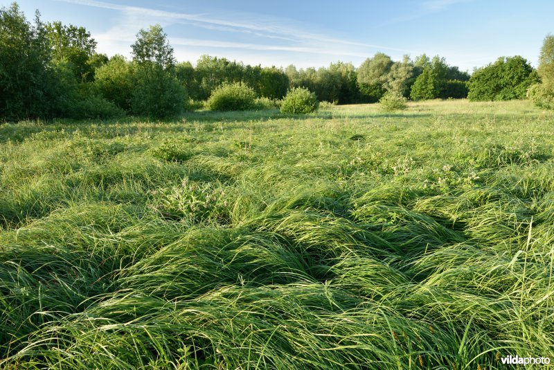 Natuurreservaat Jansveld langs de Zwalm