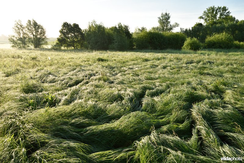 Natuurreservaat Jansveld langs de Zwalm