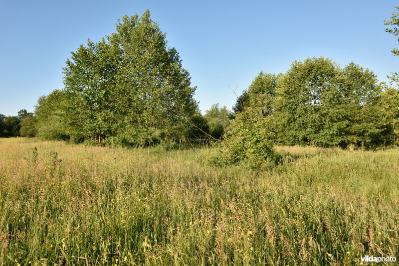 Natuurreservaat De Vennen