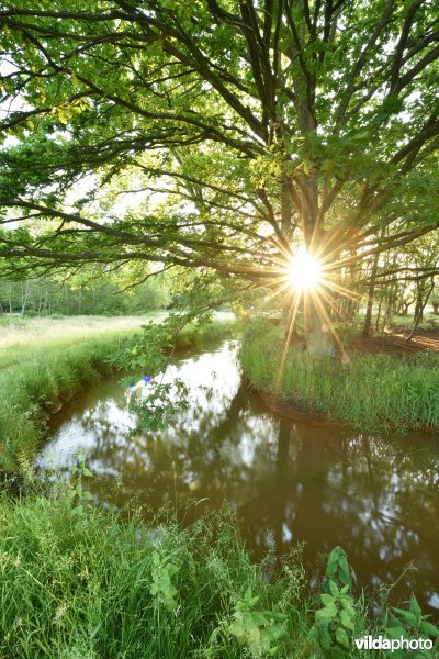 Natuurreservaat De Vennen