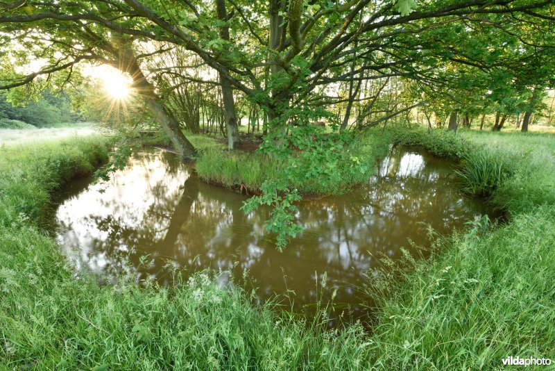 Natuurreservaat De Vennen