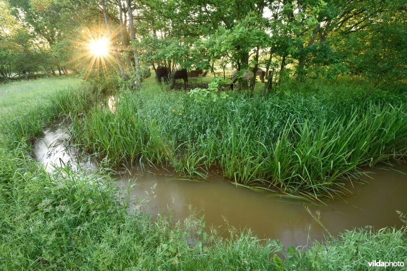 Natuurreservaat De Vennen