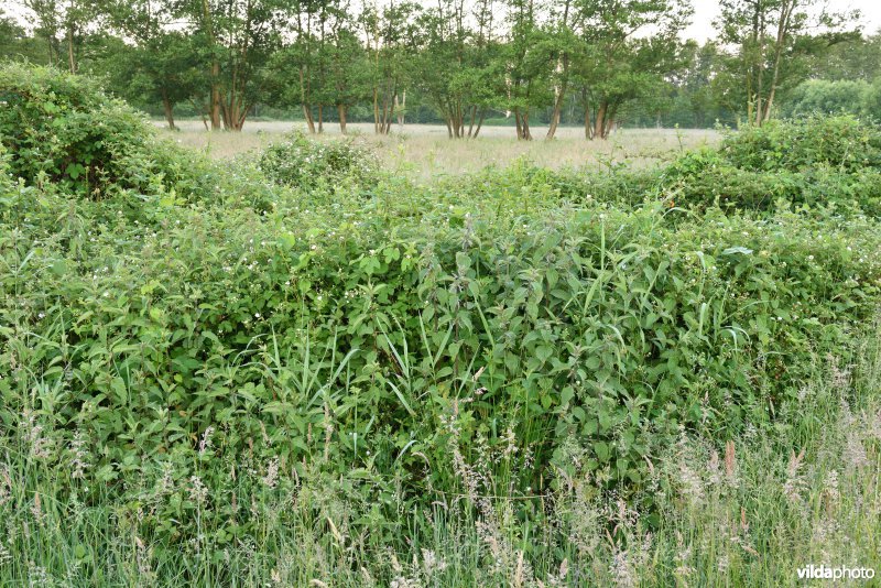 Natuurreservaat De Vennen