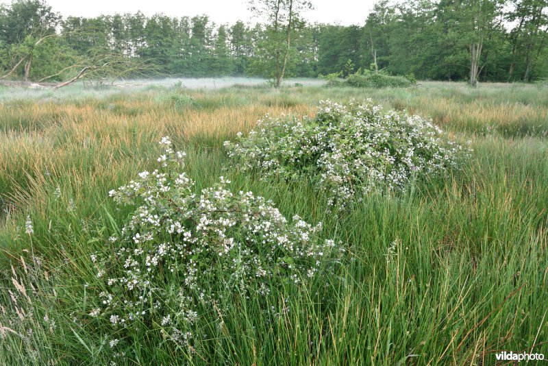 Natuurreservaat De Vennen