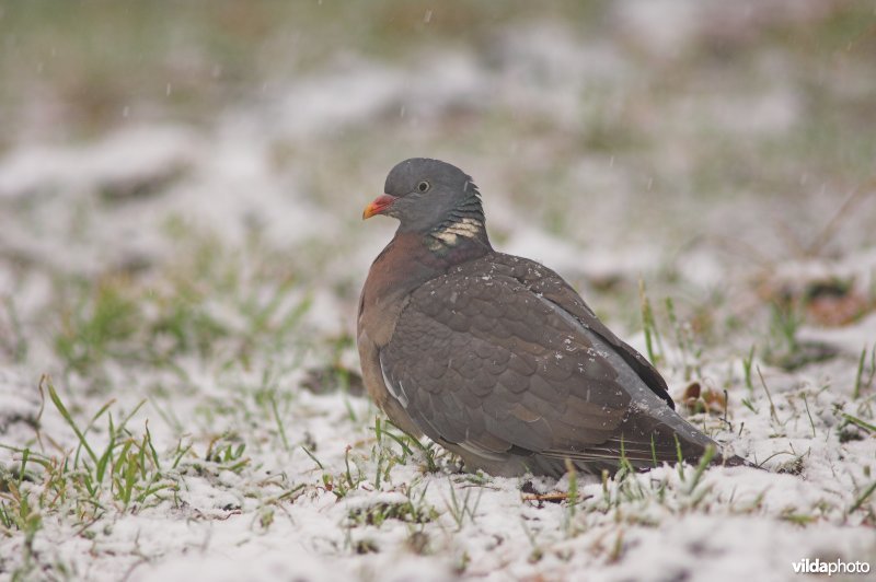 Houtduif in sneeuw