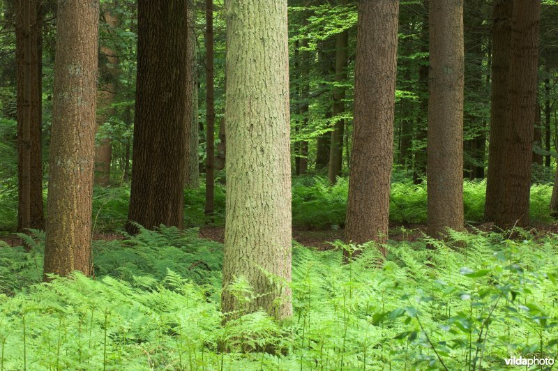 Bosreservaat Bellebargiebos