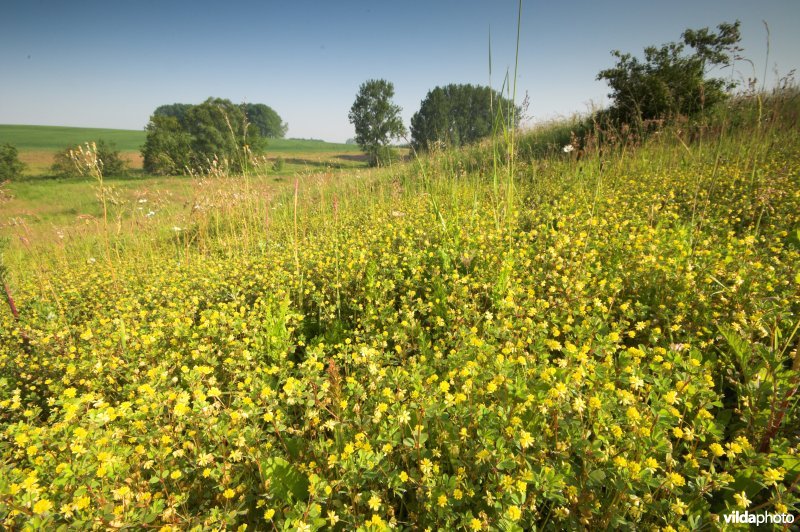 Kleine klaver in het Rosdel