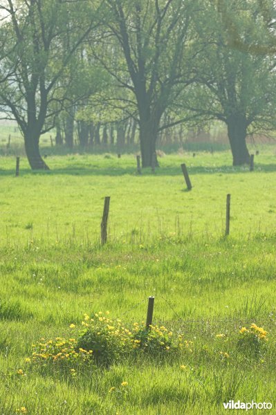 Hooilanden in de Scheldevallei