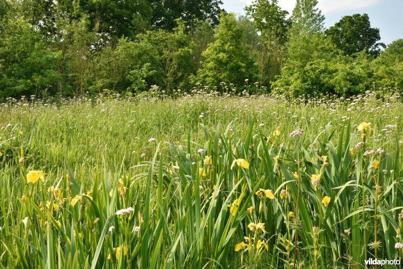 Beelaertmeersen