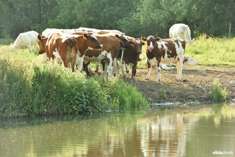 Natuurreservaat Bourgoyen