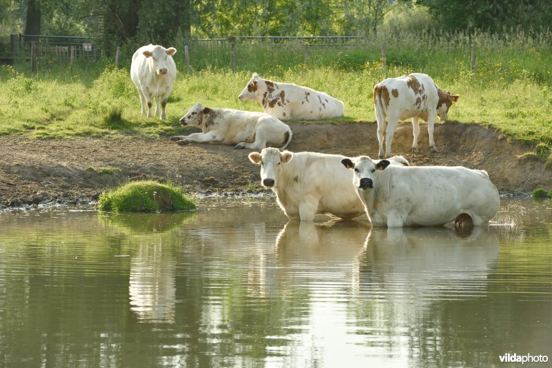 Natuurreservaat Bourgoyen