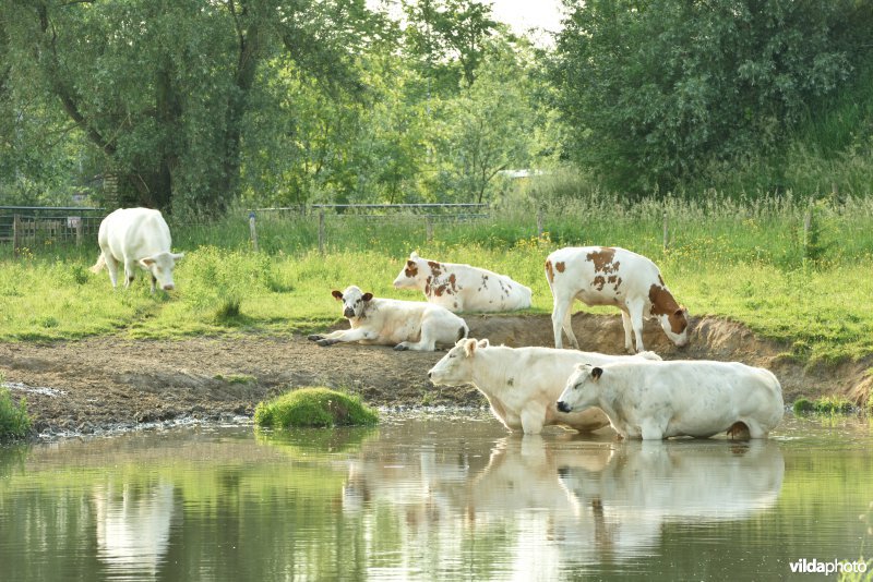 Natuurreservaat Bourgoyen