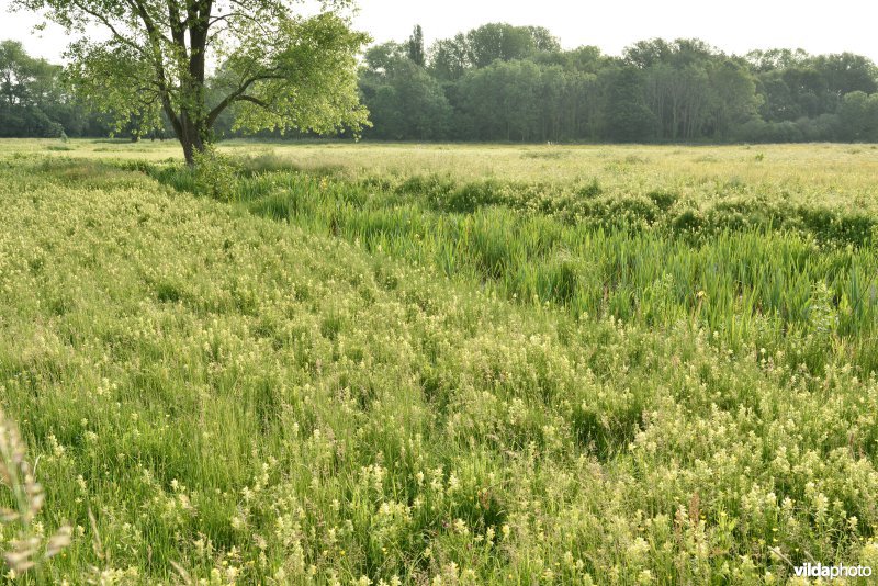 Natuurreservaat Bourgoyen