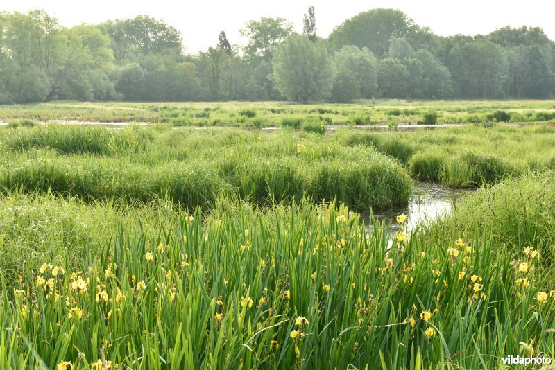 Natuurreservaat Bourgoyen