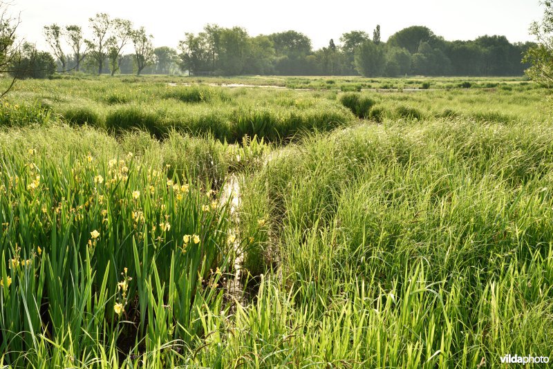 Natuurreservaat Bourgoyen