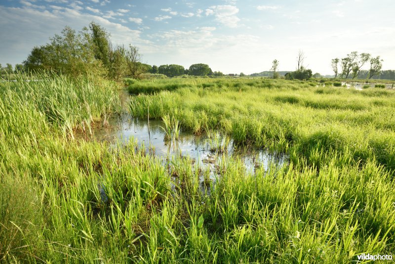 Natuurreservaat Bourgoyen