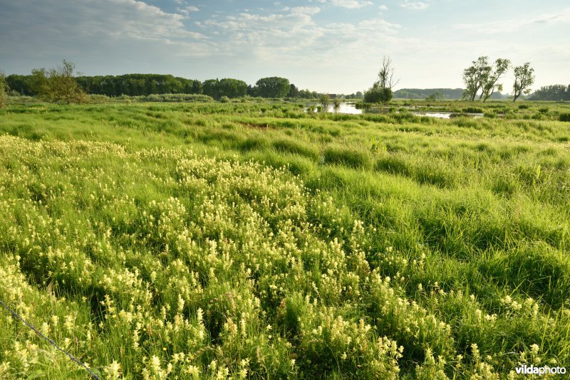 Natuurreservaat Bourgoyen