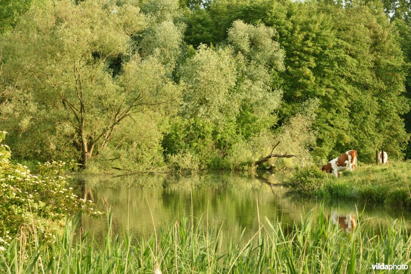 Natuurreservaat Bourgoyen