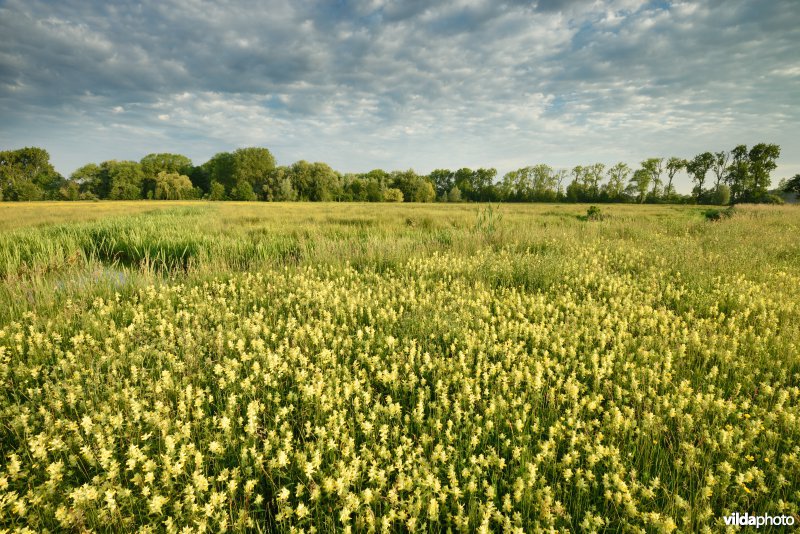 Natuurreservaat Bourgoyen