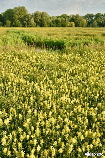 Natuurreservaat Bourgoyen