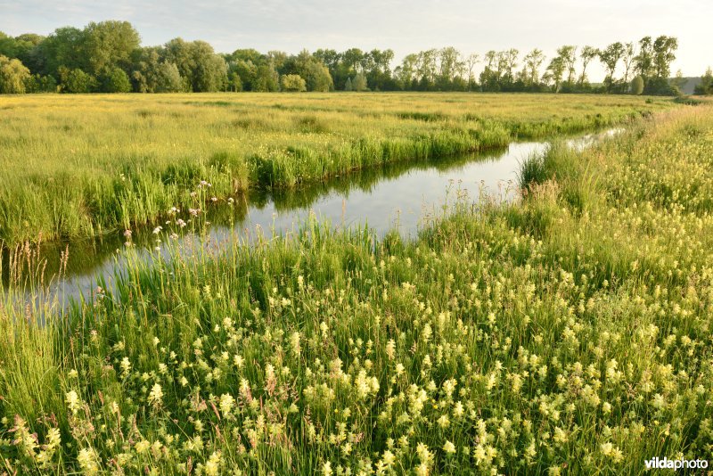 Natuurreservaat Bourgoyen