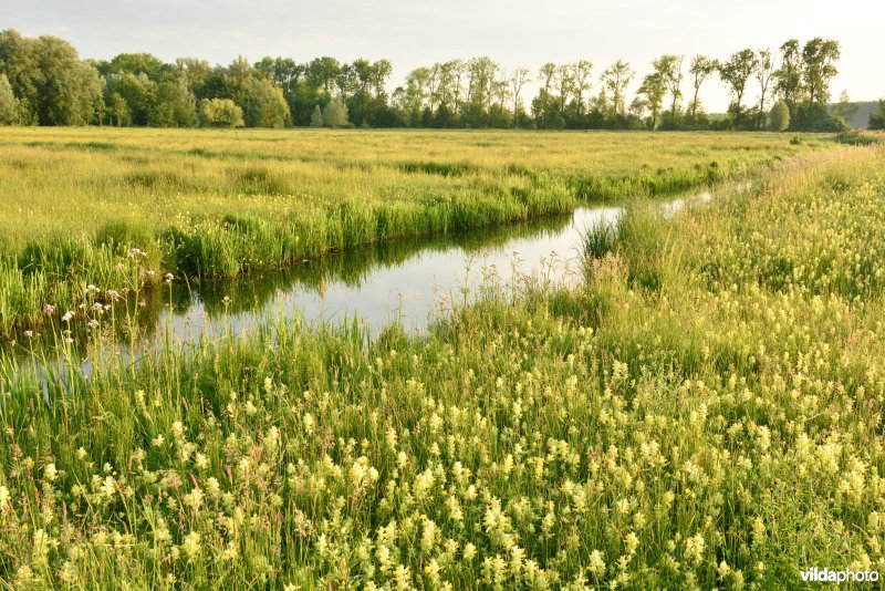 Natuurreservaat Bourgoyen