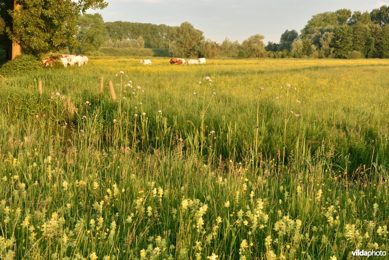 Natuurreservaat Bourgoyen