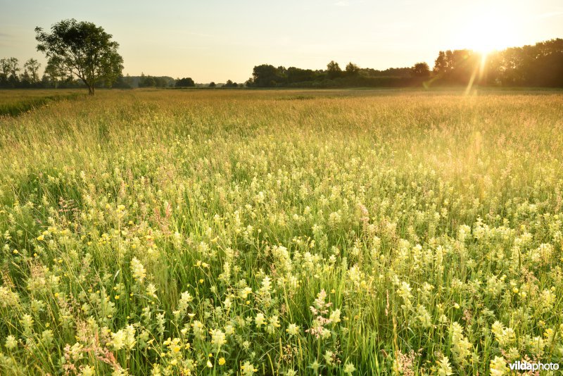 Natuurreservaat Bourgoyen