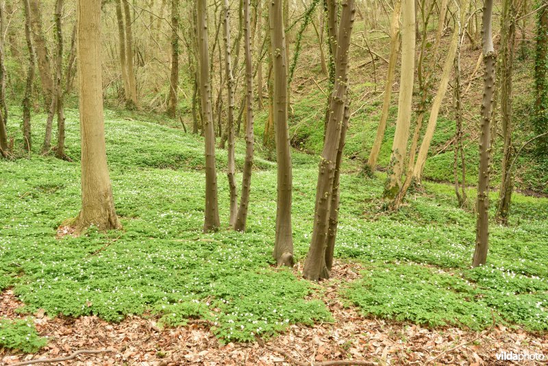 Parkbos-Uilenbroek