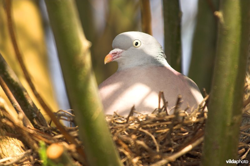 Houtduif op nest