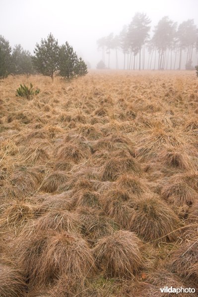 Bulten van Pijpestro in het Mastenbos