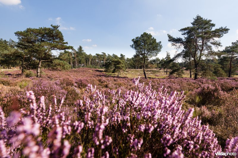 Heide in bloei