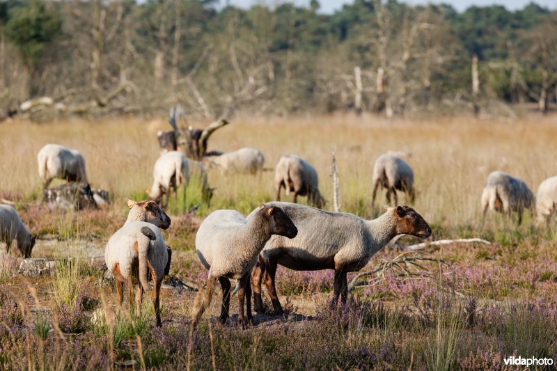 Grote grazers