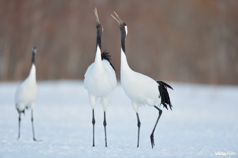 Japanse kraanvogel