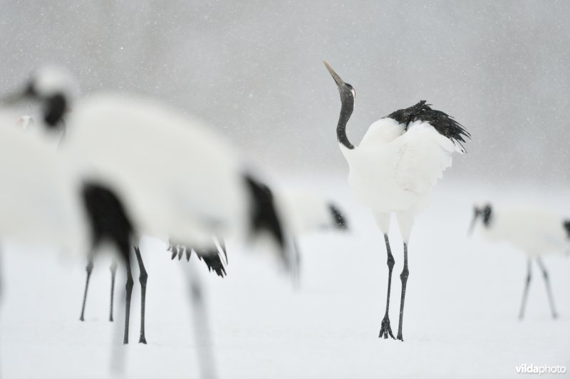 Japanse kraanvogel