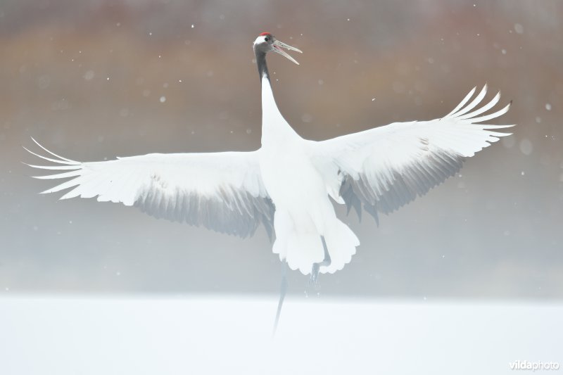 Japanse kraanvogel