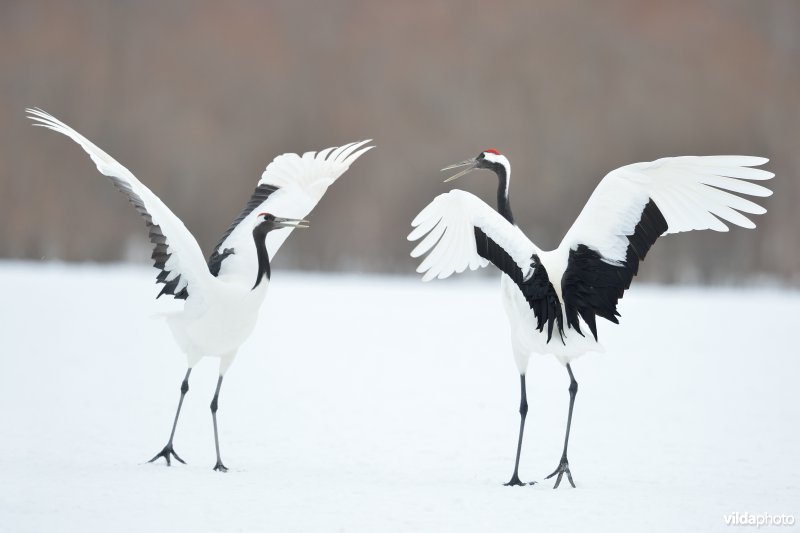 Japanse kraanvogel