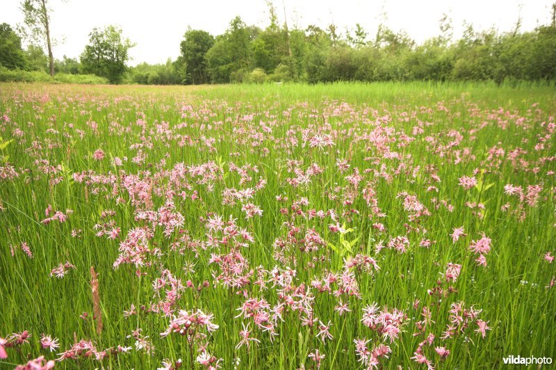 Echte koekoeksbloem