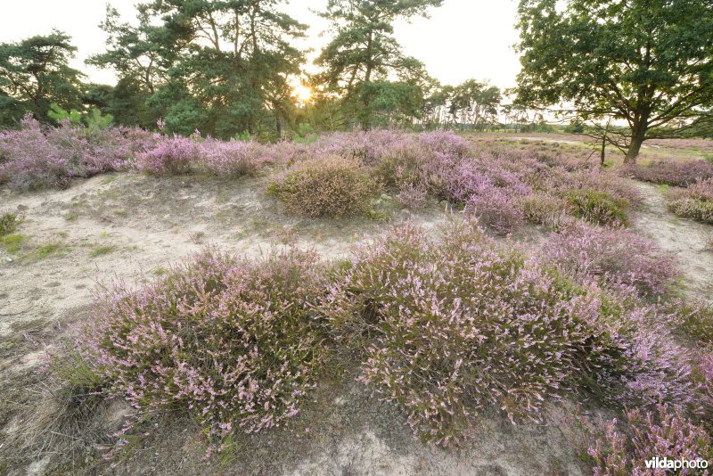 Natuurreservaat De Liereman