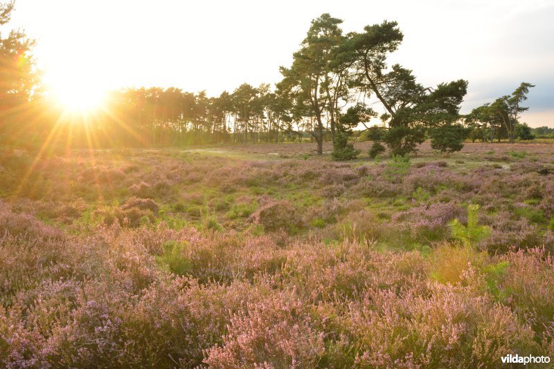 Natuurreservaat De Liereman