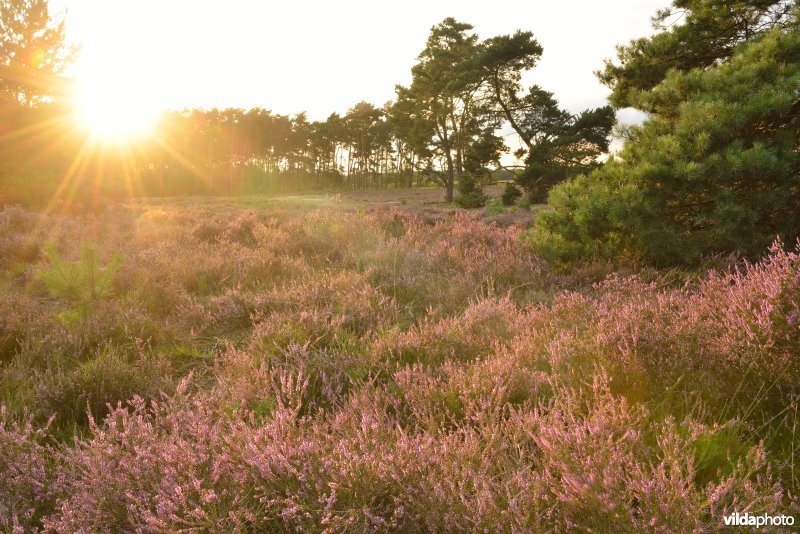 Natuurreservaat De Liereman