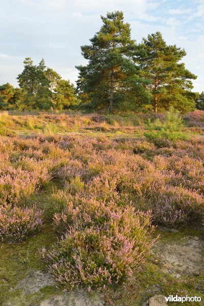 Natuurreservaat De Liereman