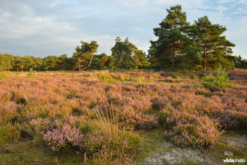 Natuurreservaat De Liereman