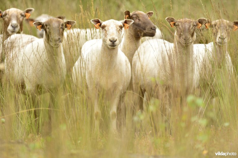 Natuurgebied Turnhouts vennengebied